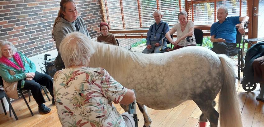 beboere med pony