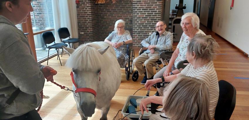 glade beboere pony
